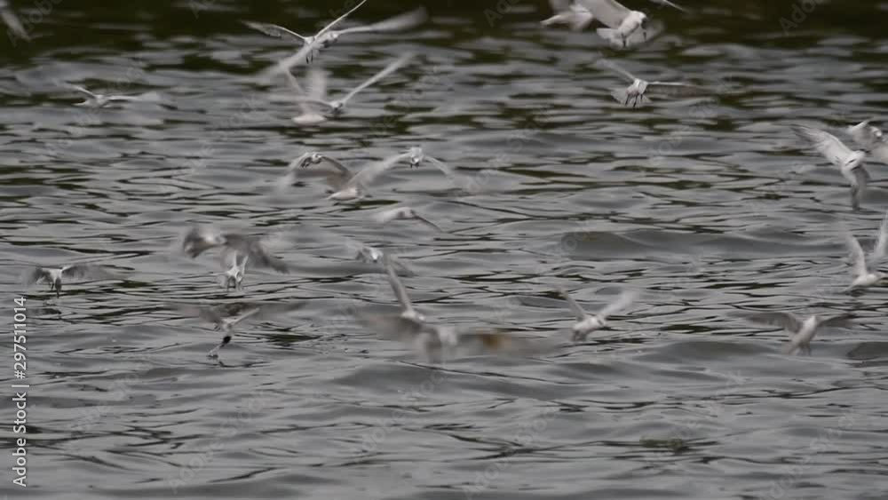 Terns and Gulls Skimming for Food are migratory seabirds to Thailand, flying around in circles, taking turns to skim for food floating on the sea at Bangpu Recreational Center wharf. Terns and Gulls Skimming for Food are migratory seabirds to Thailand, flying around in circles, taking turns to skim for food floating on the sea at Bangpu Recreational Center wharf.