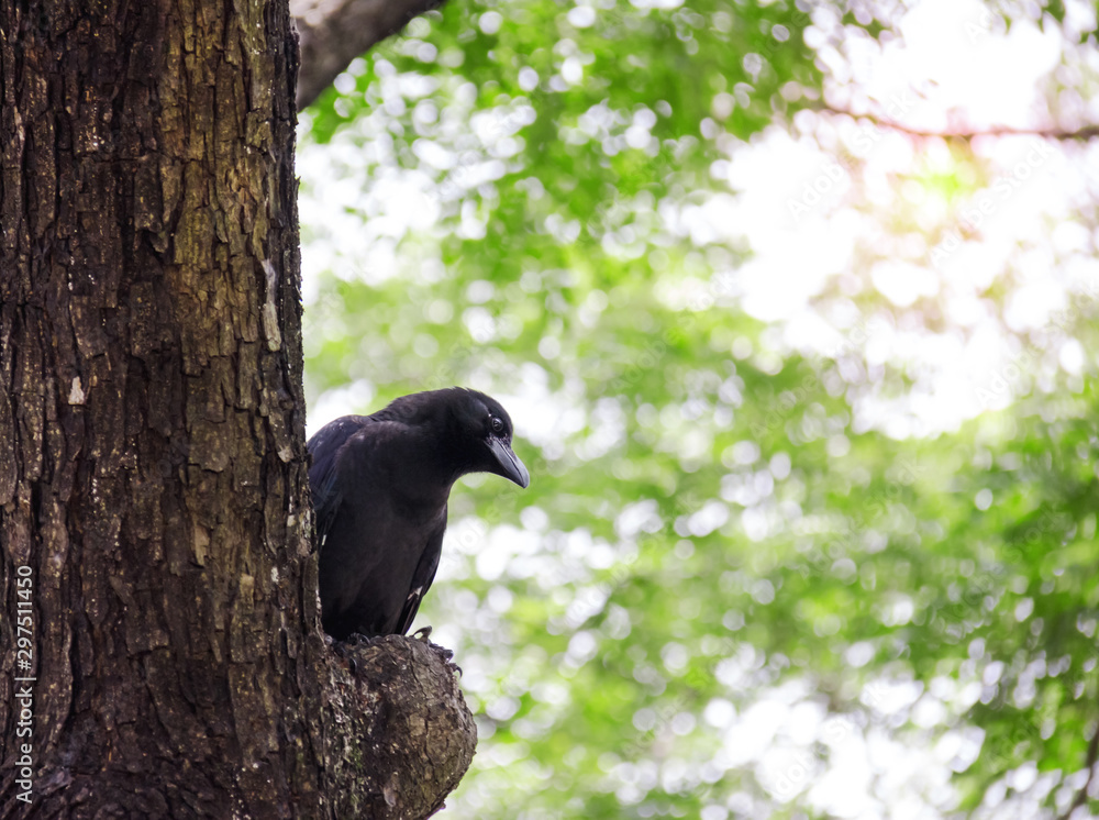 Fototapeta premium crow or raven on bokeh nature background, black bird