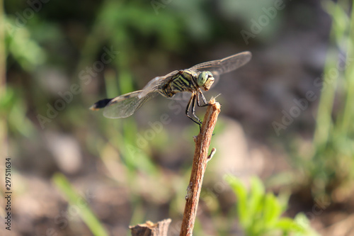 Close up Black Head dragonfly with white mark sitting on a dry plant in garden park outdoor