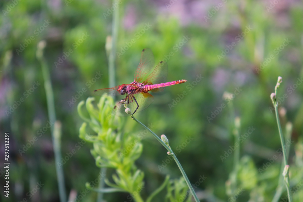Red Dragonfly on green leaf of plant in garden small insect Red Dragonfly on green leaf of plant in garden small insect