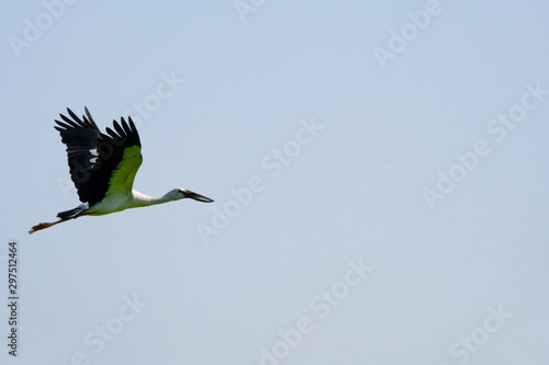 Openbill stork flying voer the rice field. photo