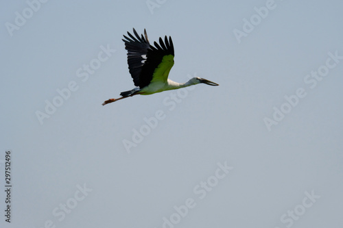 Openbill stork flying voer the rice field. photo