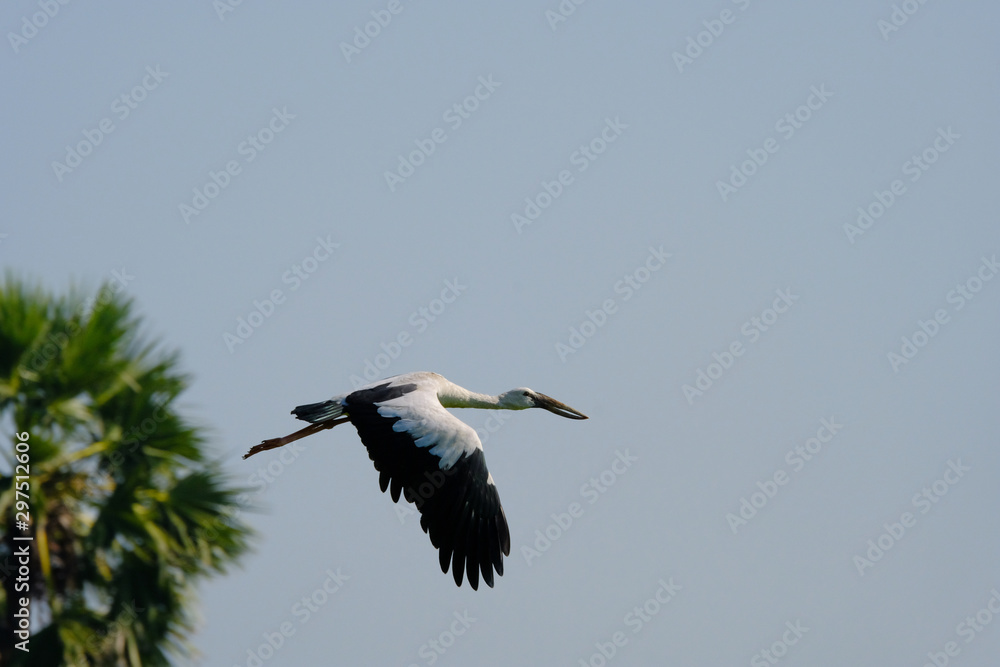 Obraz premium Openbill stork flying voer the rice field.