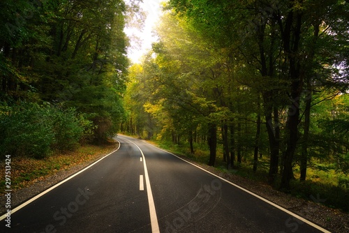 Asphalt road across autumn forest