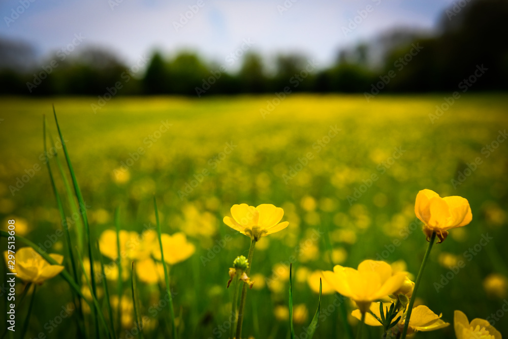 Obraz premium Wild buttercups seen in an english summer meadow.
