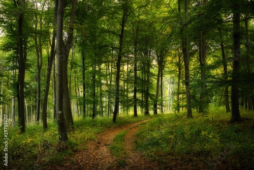 Trail across dreamy autumn forest © Creaturart