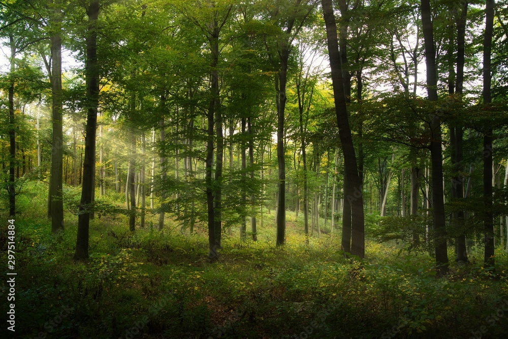 Dreamy autumn enchanted forest, fairy tale look Dreamy autumn enchanted forest, fairy tale look