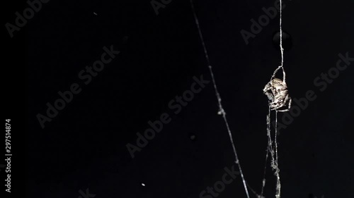 Halloween spider. Black background and bright spider.A night spider is waiting for its victim. The web is illuminated by moonlight. Colorful spider in the night space.
