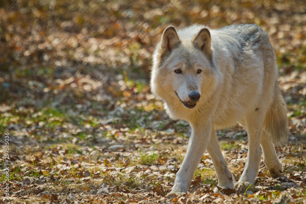 Fototapeta premium Polarwolf oder Weißwolf (Canis lupus arctos)