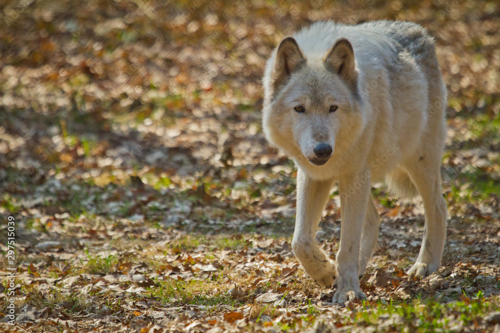 Polarwolf oder Weißwolf (Canis lupus arctos) Polarwolf oder Weißwolf (Canis lupus arctos)