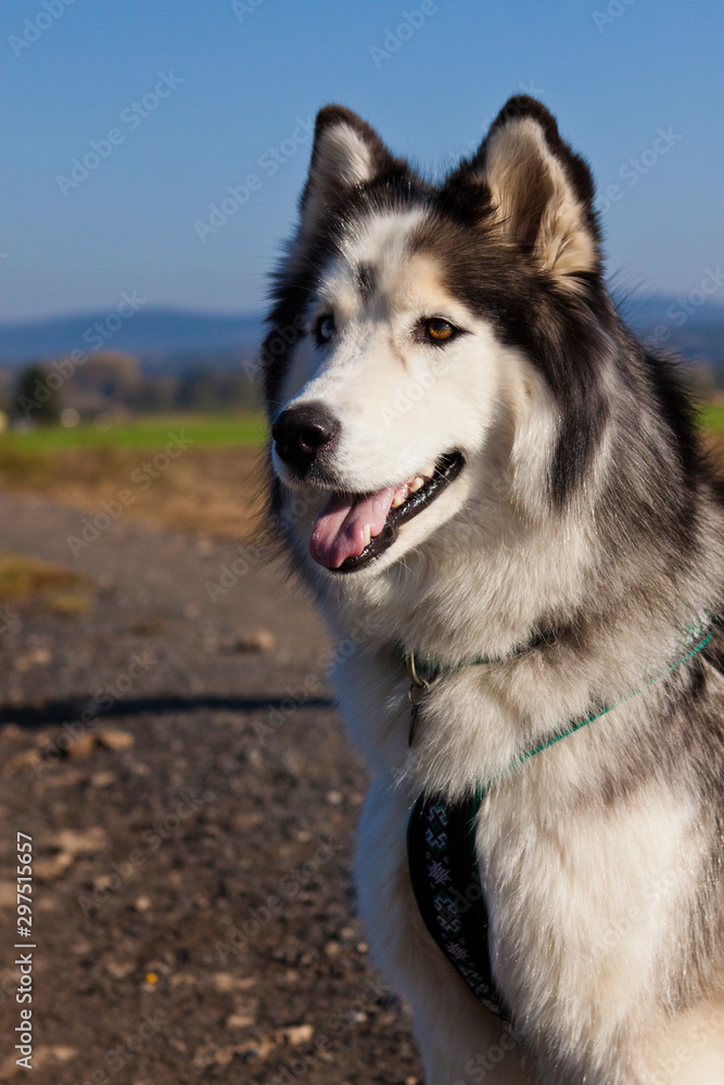 Husky als Haustier, Hund