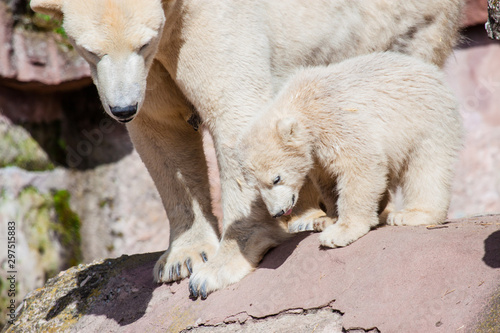 Eisbär (Ursus maritimus) mit Jungen im Zoo, Eisbärfamilie © Jearu