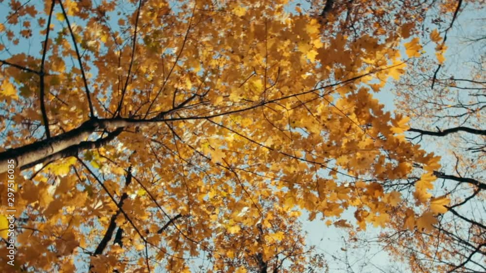 Yellow leaves against blue sky background. Natural autumn background. Seasonal foliage on tree branches swaying in the wind. Camera rotation around itself. Yellow leaves against blue sky background. Natural autumn background. Seasonal foliage on tree branches swaying in the wind. Camera rotation around itself.
