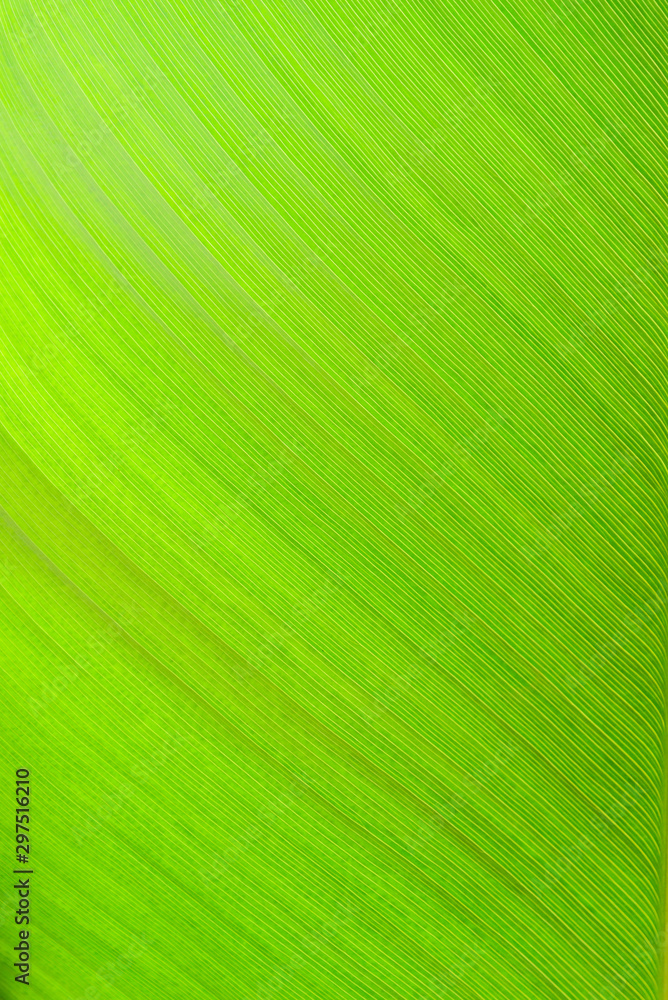 close-up green leaf texture use for background or image backdrop design. close-up green leaf texture use for background or image backdrop design.