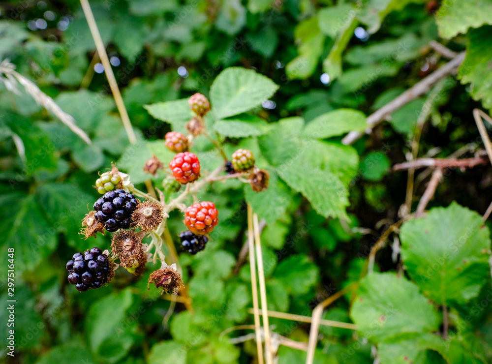 Ripe raspberries seen on a wild bush in a nature reserve. Ripe raspberries seen on a wild bush in a nature reserve.