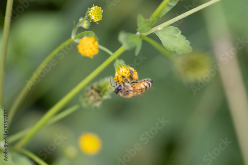 受粉するセイヨウミツバチ © Hiroshi_K
