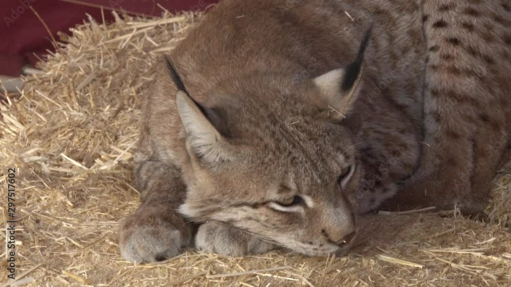 Wild Iberian lynx lying in hay and relaxing,close up shot Wild Iberian lynx lying in hay and relaxing,close up shot