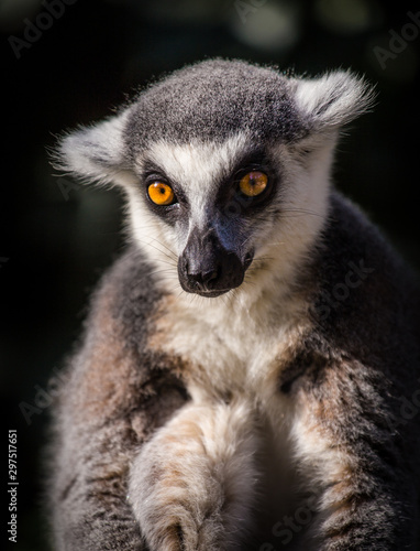 Lemur catta © jurra8