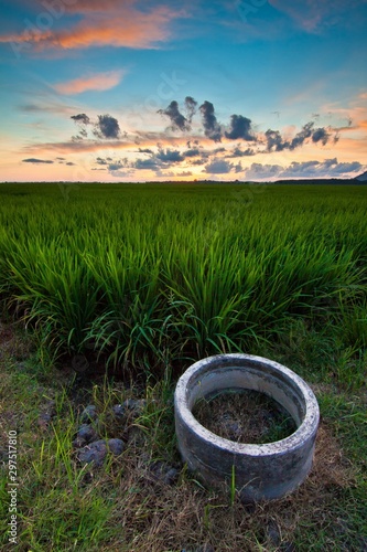 Sunset at paddy field with colourful sky and cloud