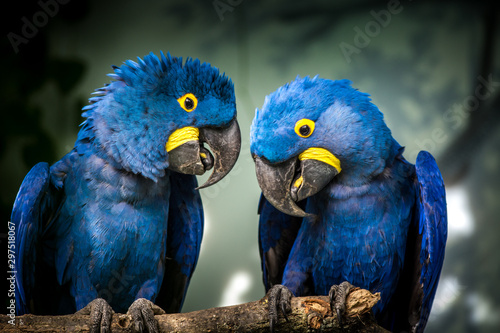 Canvas Print blue and yellow macaw