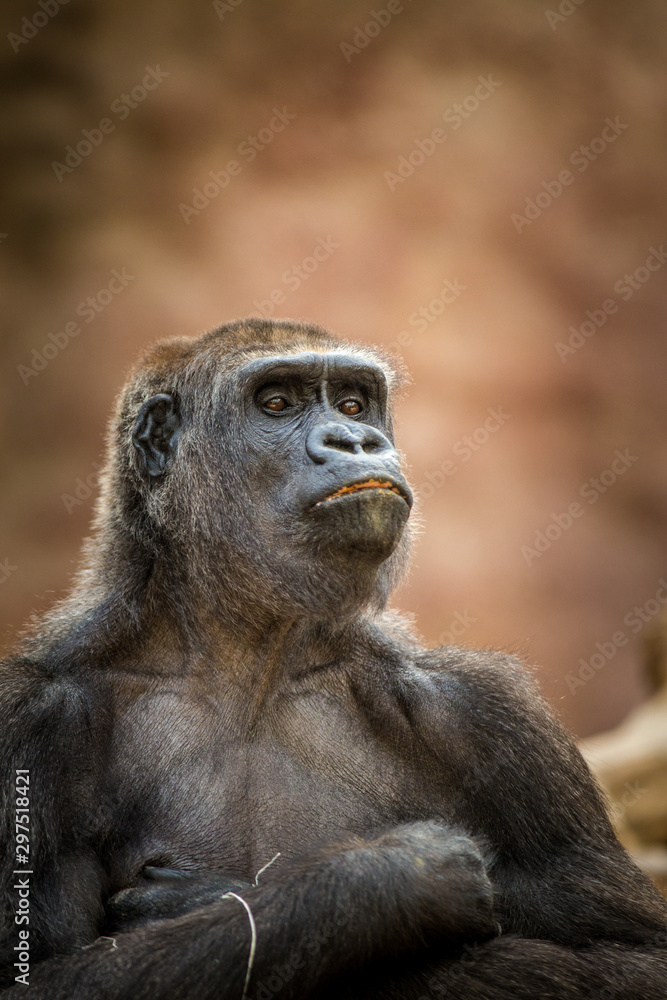 Obraz premium portrait of gorilla