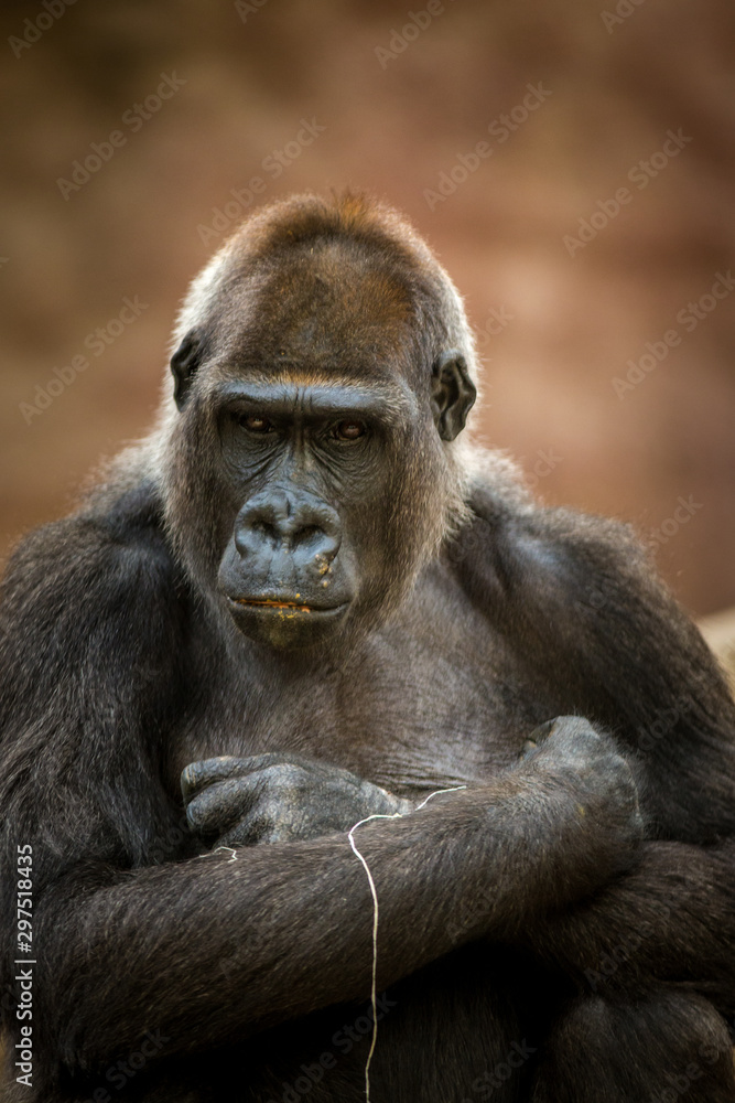 portrait of gorilla