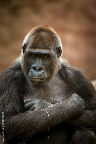 portrait of gorilla © jurra8