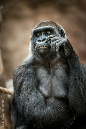 portrait of gorilla © jurra8