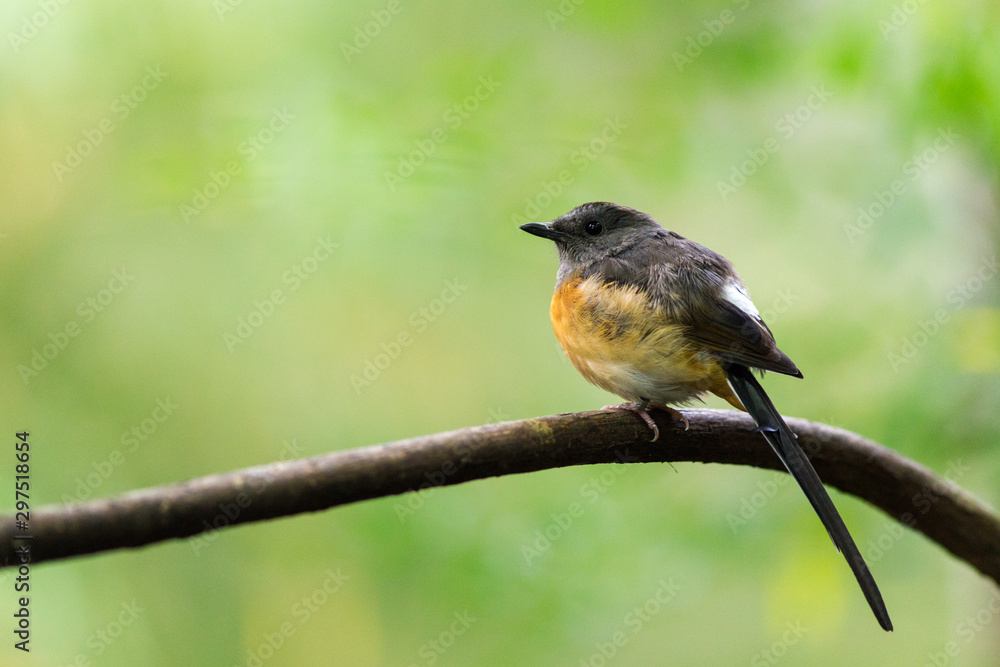 Fototapeta premium bird