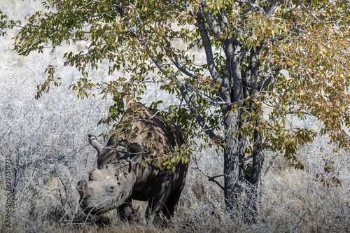 A black Rhinoceros - Diceros bicornis- eating scrubs on the plains of etosha national park, Namibia.