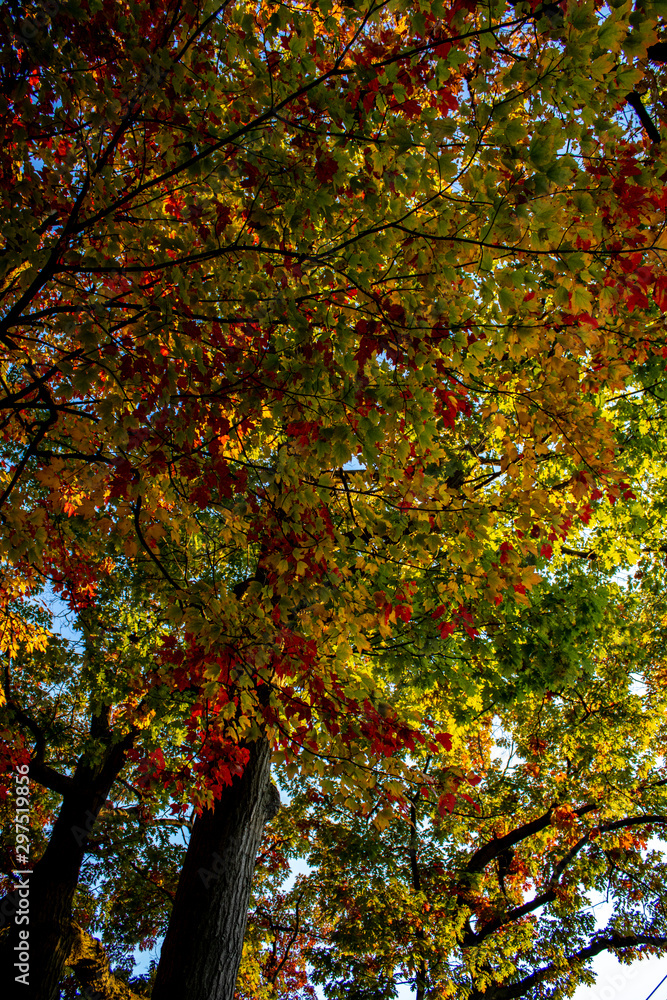 Leaves changing colors in the fall