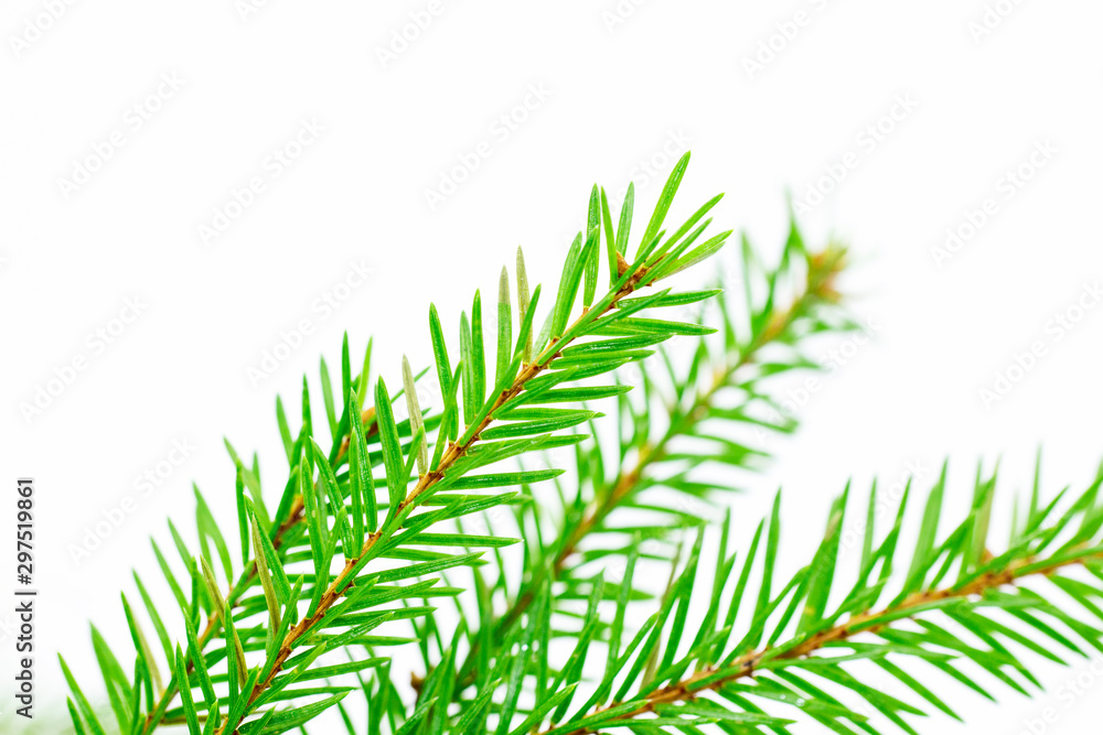 Fir tree branch isolated on a white background Fir tree branch isolated on a white background