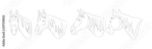 horse portrait vector illustration, line drawing