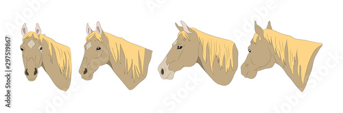 horse portrait vector illustration, color illustration