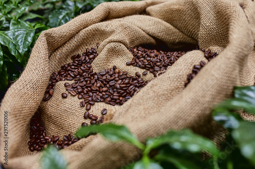 Open bag with coffee beans slices of green leaves. beautiful light, vigor of coffee beans, among coffee bushes © Georgii