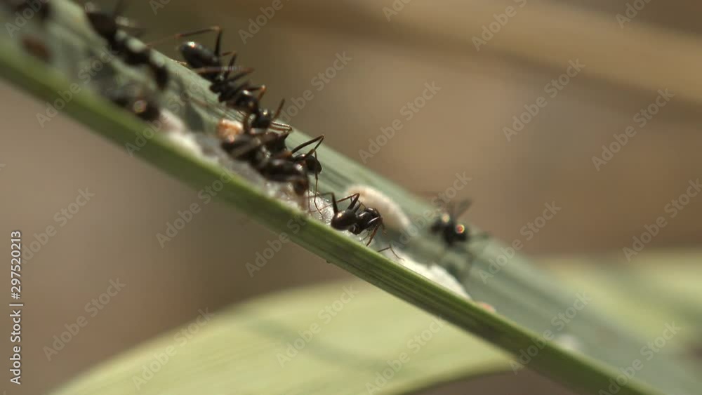Insects, macro. On colony of Aphids. Ants look after cocoons of aphids which are grown for food Insects, macro. On colony of Aphids. Ants look after cocoons of aphids which are grown for food