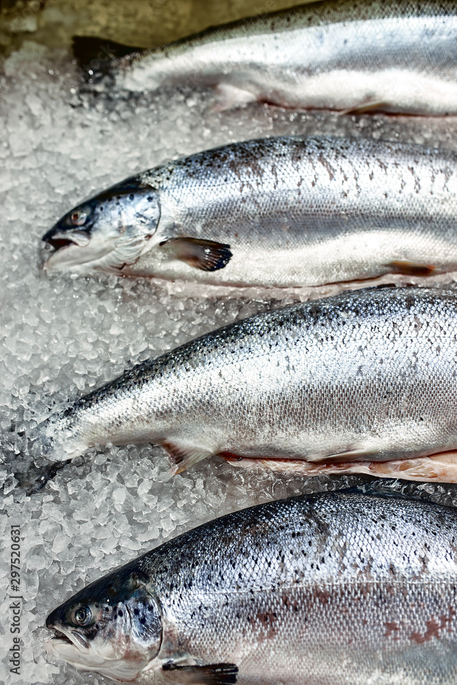 Showcase with fresh fish on ice, sturgeon, beluga, salmon, gastronomy concept fresh food. Showcase with fresh fish on ice, sturgeon, beluga, salmon, gastronomy concept fresh food.