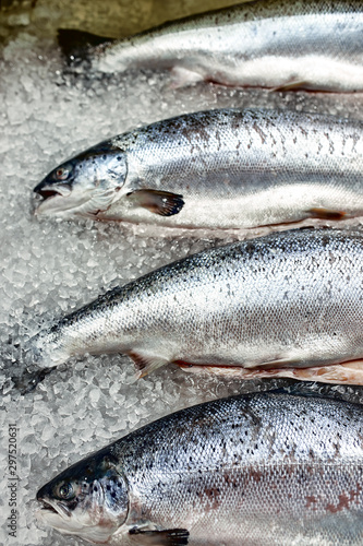 Showcase with fresh fish on ice, sturgeon, beluga, salmon, gastronomy concept fresh food.