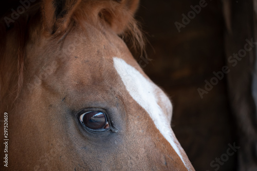 Close-up of a through bred racehorse seen looking at the photographer, Detail of his right eye and blaze is clearly visible in this image of the horse.