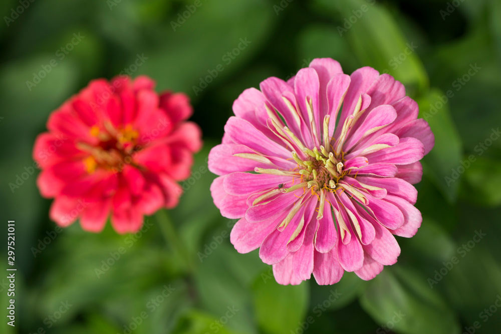 Colorful Zinnia flowers in the garden