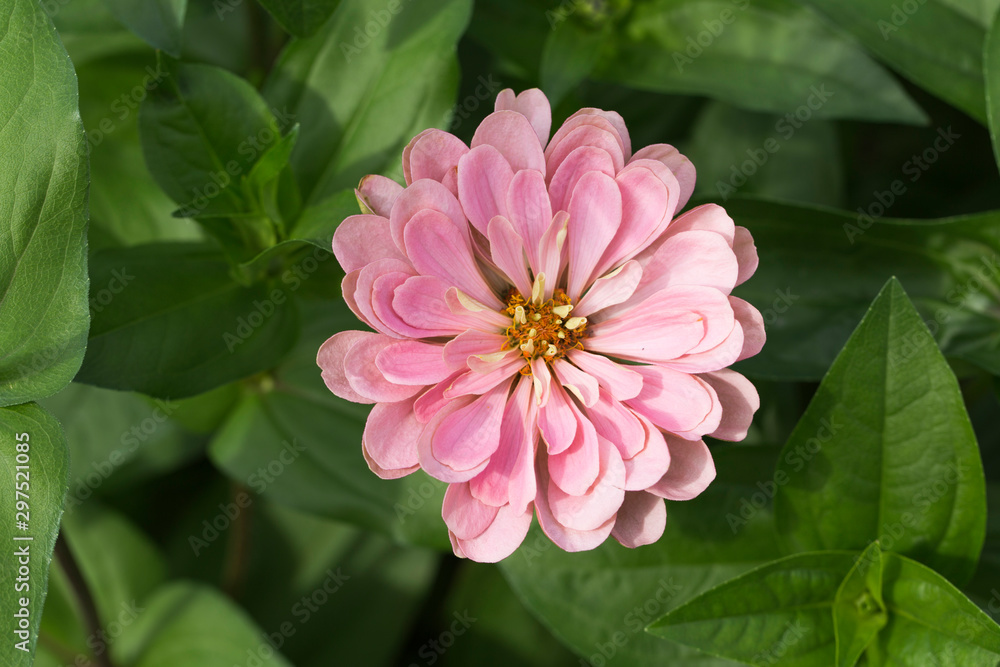 Colorful Zinnia flowers in the garden Colorful Zinnia flowers in the garden