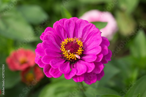 Colorful Zinnia flowers in the garden