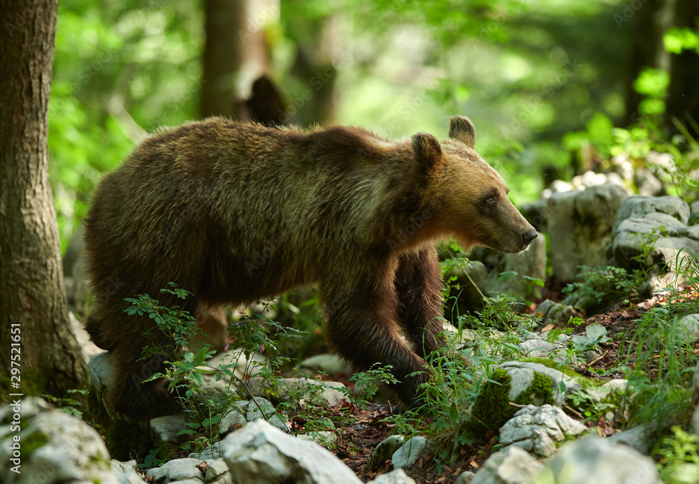 Fototapeta premium Wild brown bear (Ursus arctos) close up
