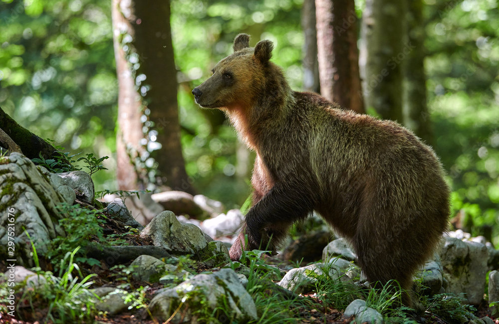 Wild brown bear (Ursus arctos) close up Wild brown bear (Ursus arctos) close up