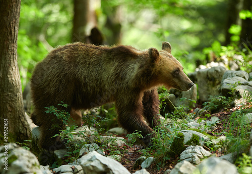 Wild brown bear (Ursus arctos) close up