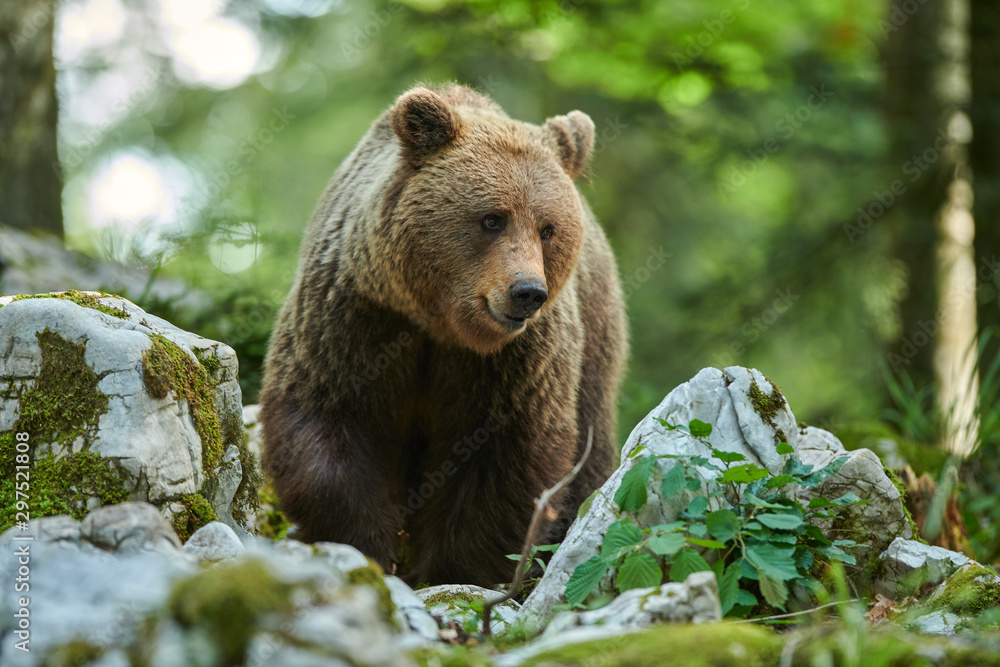 Fototapeta premium Wild brown bear (Ursus arctos) close up