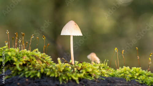 Mushroom in Autumn forest macro shot