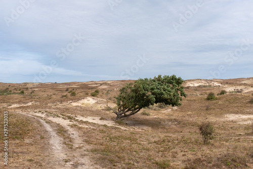 Single tree bend by salt spray in a dry landscape photo