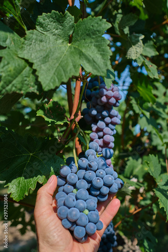 Red grape variety, grape harvest, grape bunch in hand. Grapes in vineyard raw ready for harvest in Italy.