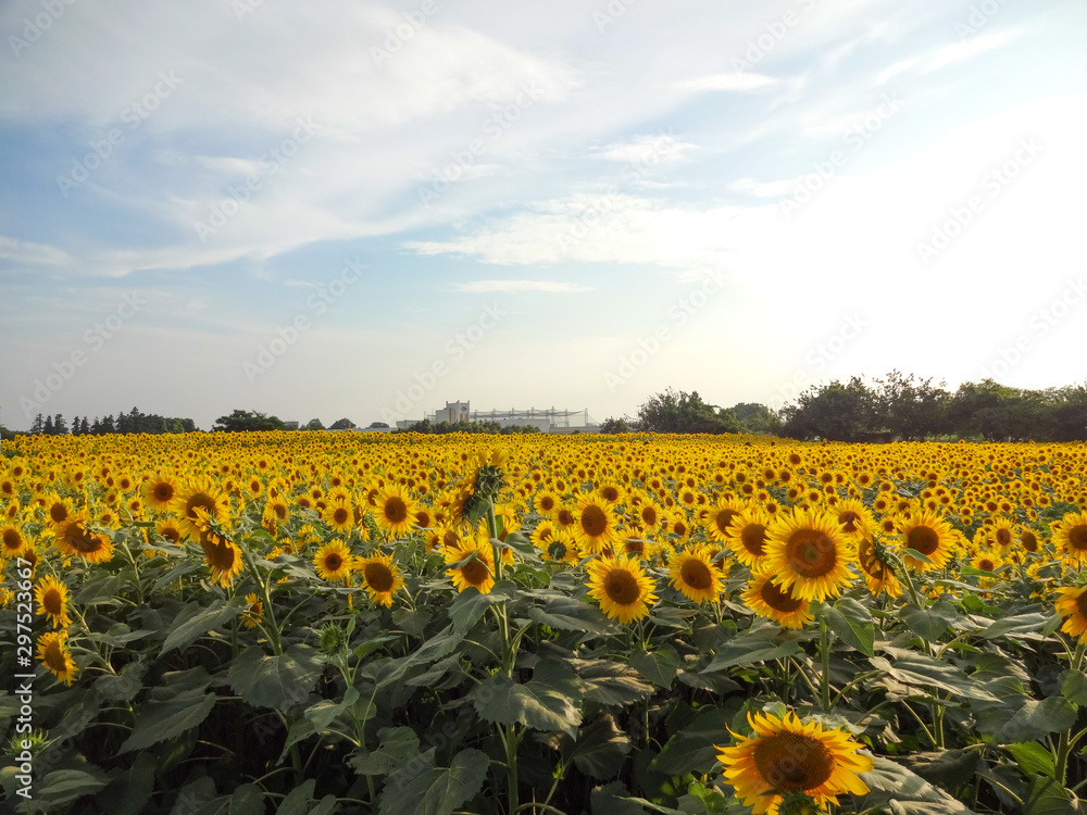 Obraz premium ひまわり畑（神奈川県座間市）